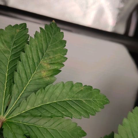 Northern lights growlog timeline photo
