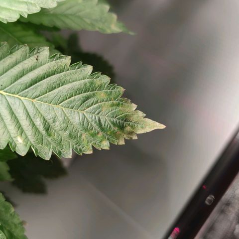 Northern lights growlog timeline photo