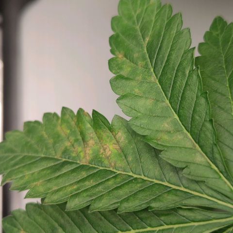 Northern lights growlog timeline photo