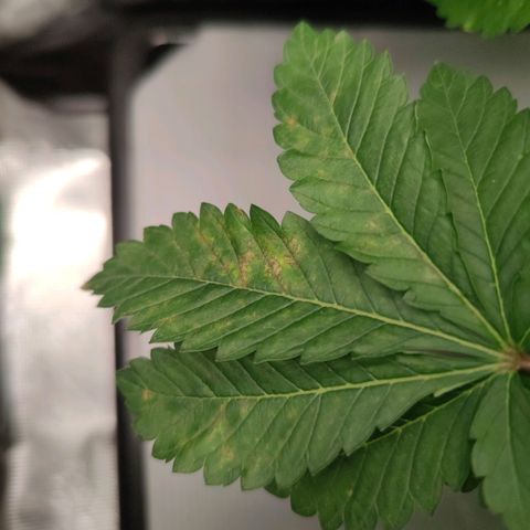 Northern lights growlog timeline photo