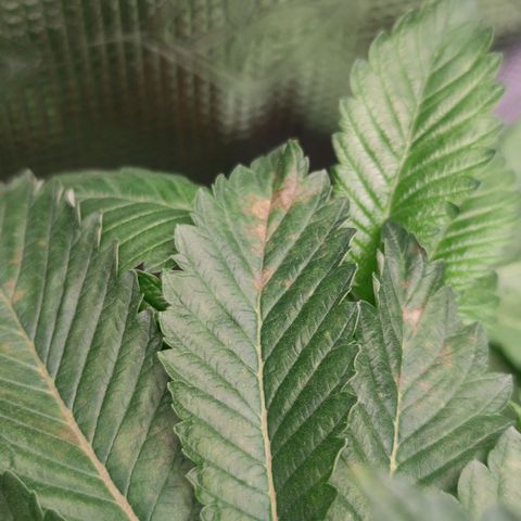 Northern lights growlog timeline photo