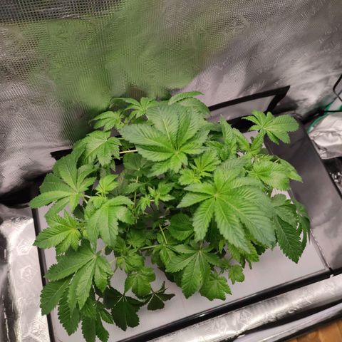Northern lights growlog timeline photo
