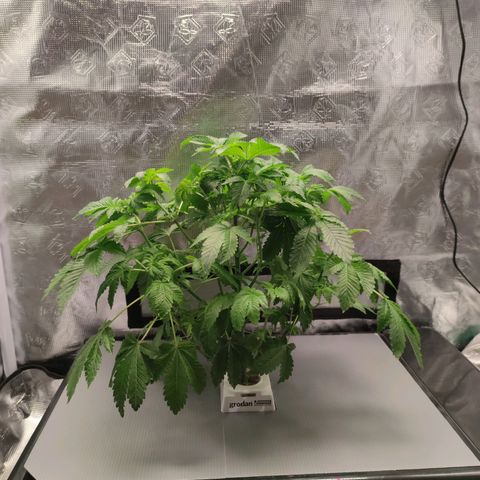 Northern lights growlog timeline photo