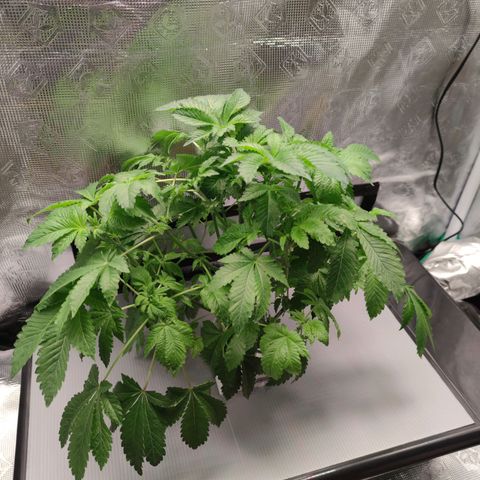 Northern lights growlog timeline photo