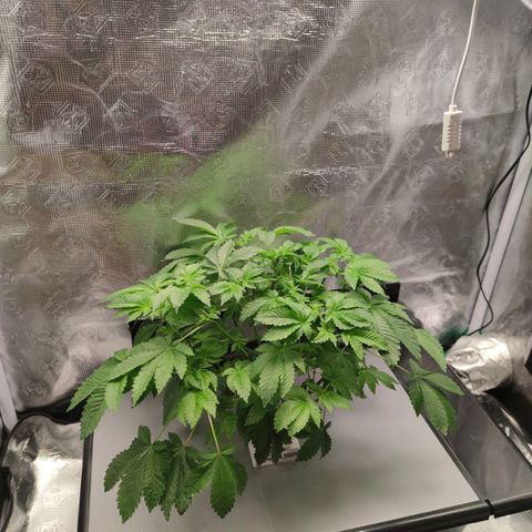 Northern lights growlog timeline photo