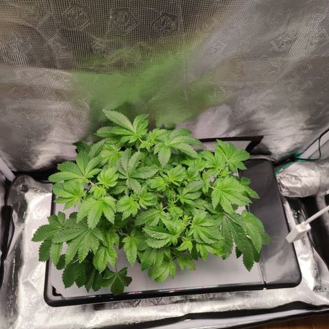 Northern lights growlog timeline photo