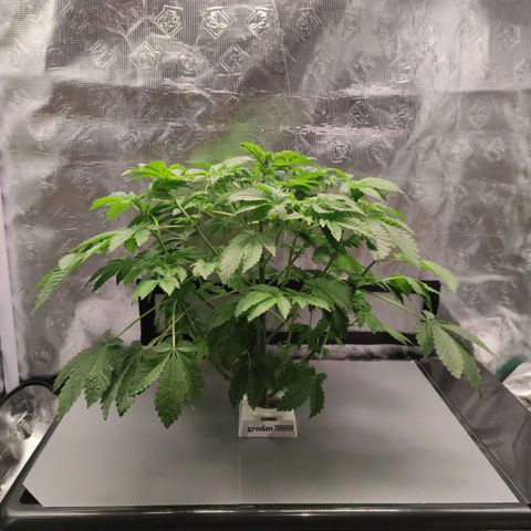 Northern lights growlog timeline photo