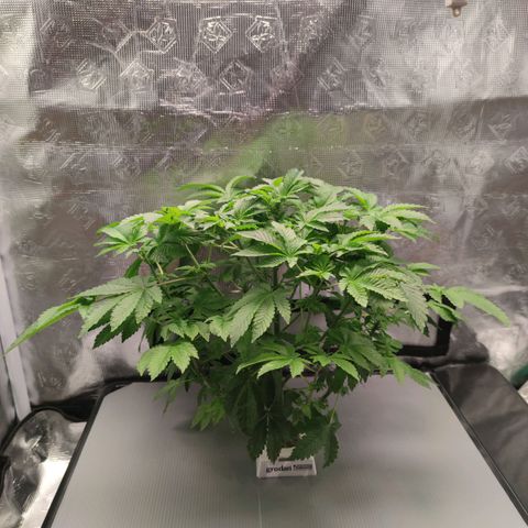 Northern lights growlog timeline photo