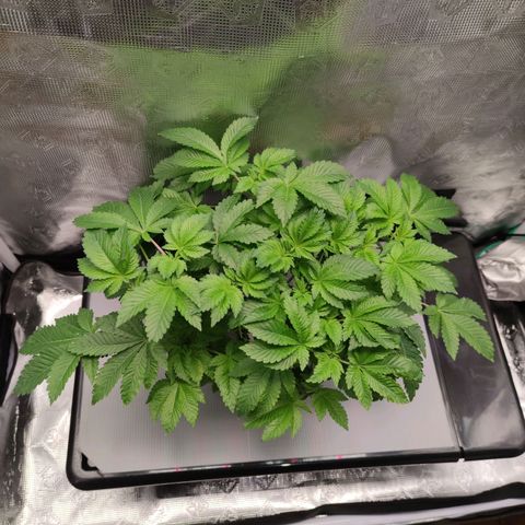 Northern lights growlog timeline photo