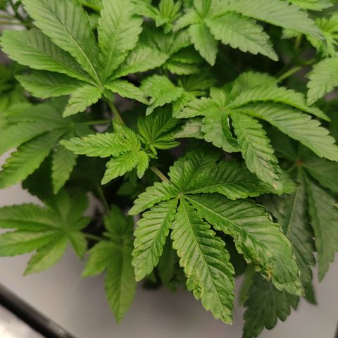 Northern lights growlog timeline photo