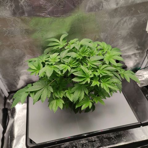 Northern lights growlog timeline photo