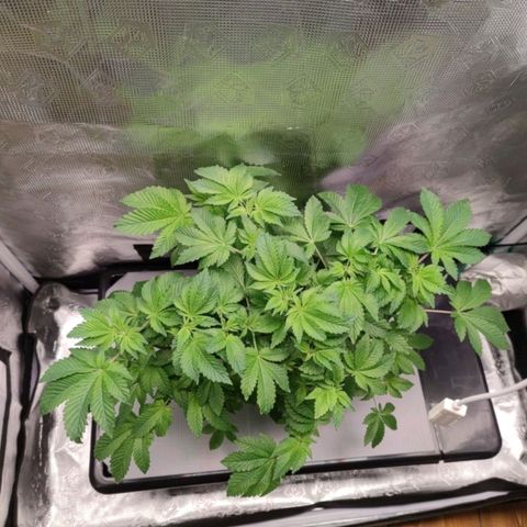 Northern lights growlog timeline photo