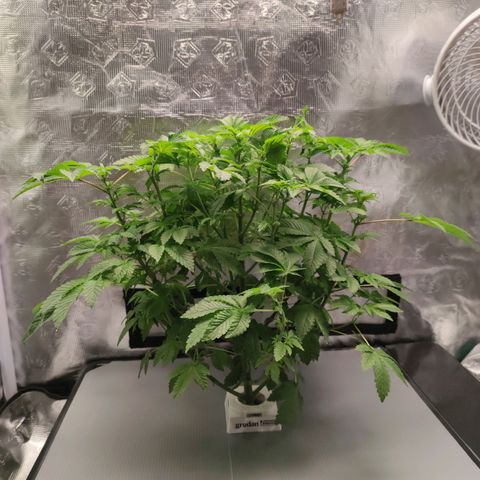 Northern lights growlog timeline photo
