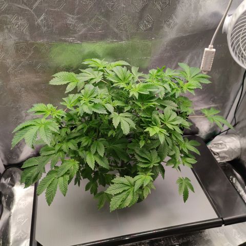 Northern lights growlog timeline photo
