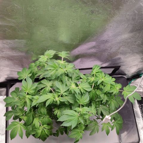 Northern lights growlog timeline photo