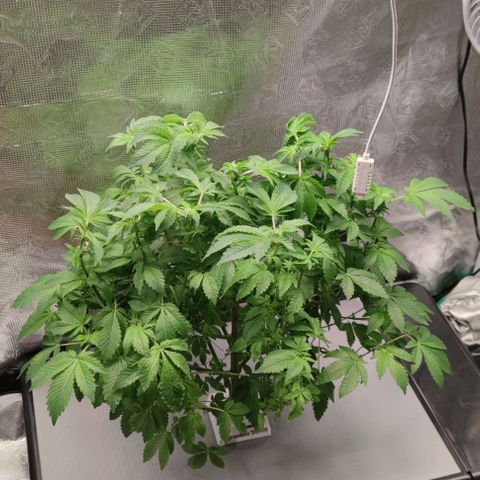 Northern lights growlog timeline photo