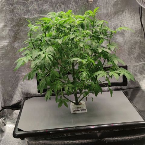 Northern lights growlog timeline photo