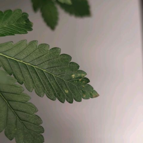 Northern lights growlog timeline photo