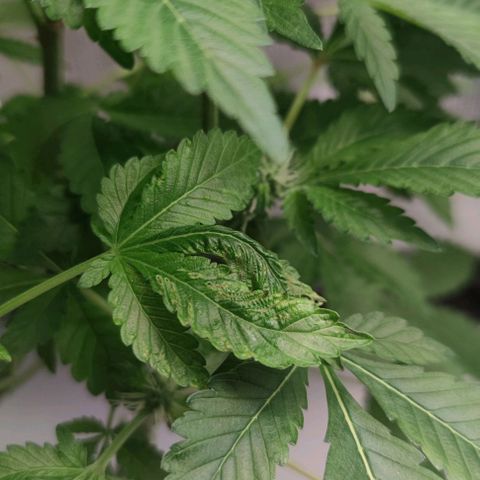 Northern lights growlog timeline photo