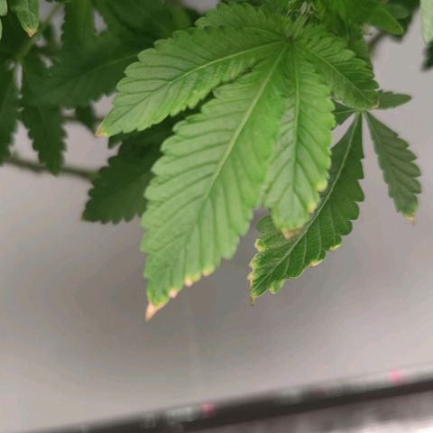 Northern lights growlog timeline photo