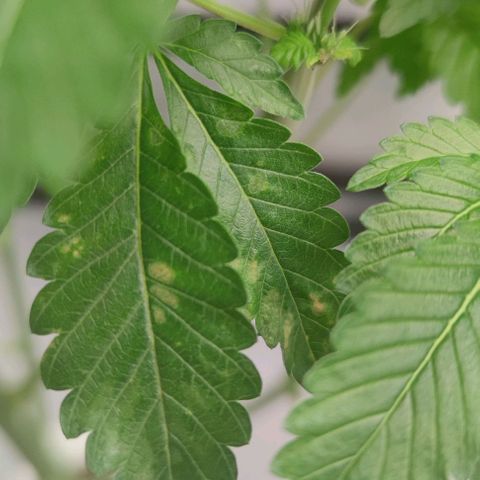 Northern lights growlog timeline photo