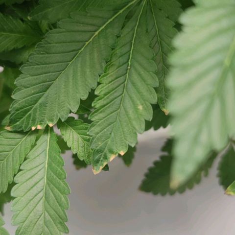 Northern lights growlog timeline photo