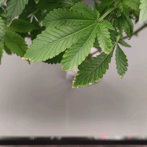 Northern lights growlog timeline photo