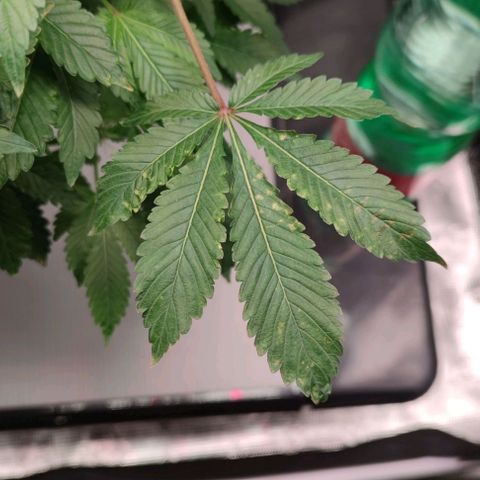 Northern lights growlog timeline photo