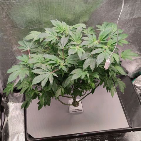 Northern lights growlog timeline photo