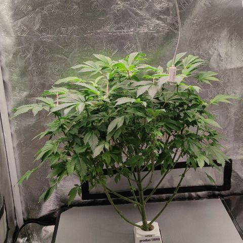 Northern lights growlog timeline photo
