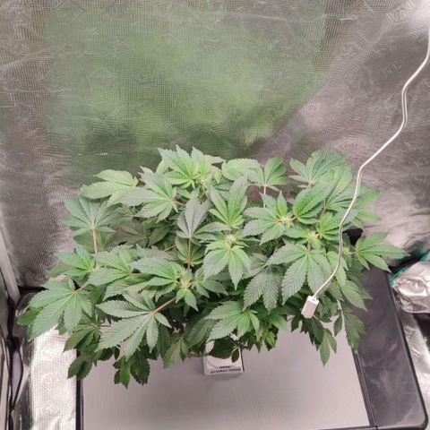 Northern lights growlog timeline photo