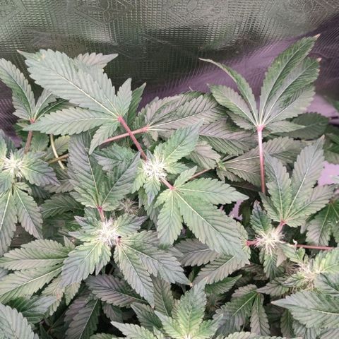 Northern lights growlog timeline photo