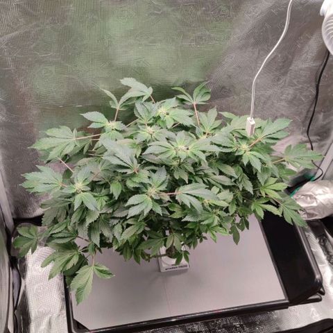 Northern lights growlog timeline photo