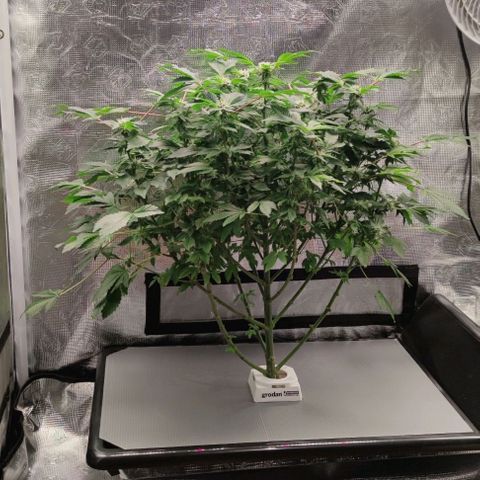 Northern lights growlog timeline photo