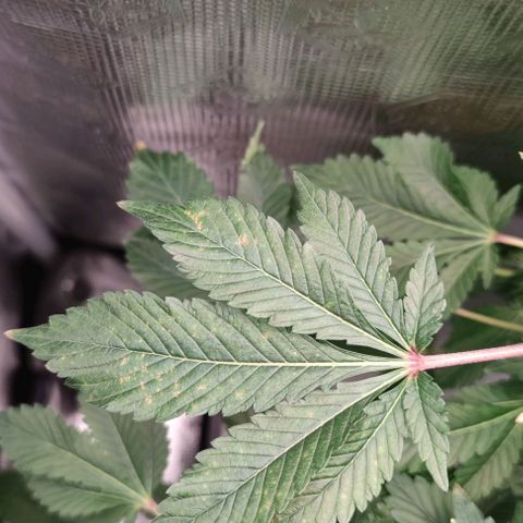 Northern lights growlog timeline photo