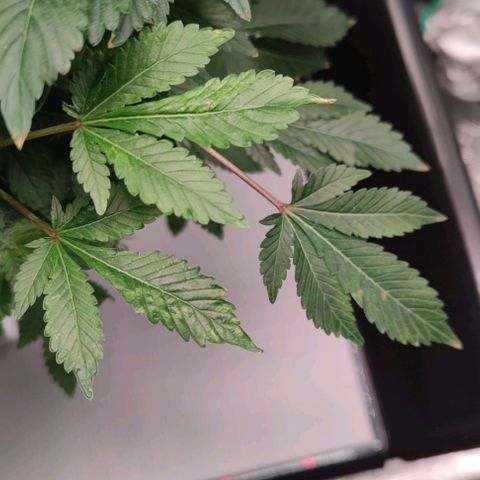 Northern lights growlog timeline photo