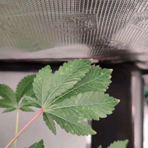 Northern lights growlog timeline photo