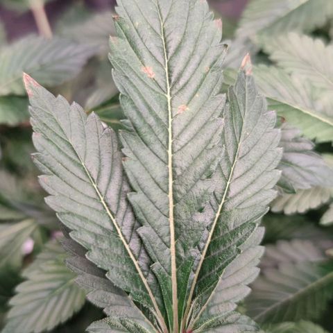 Northern lights growlog timeline photo
