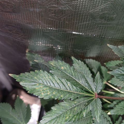 Northern lights growlog timeline photo