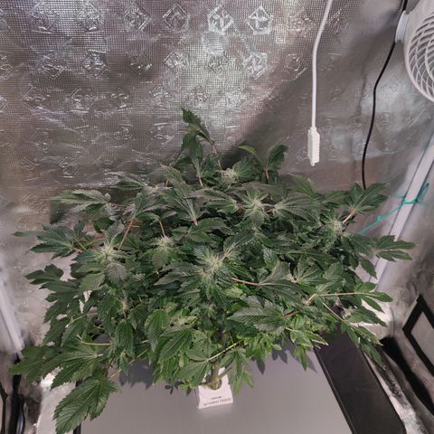Northern lights growlog timeline photo