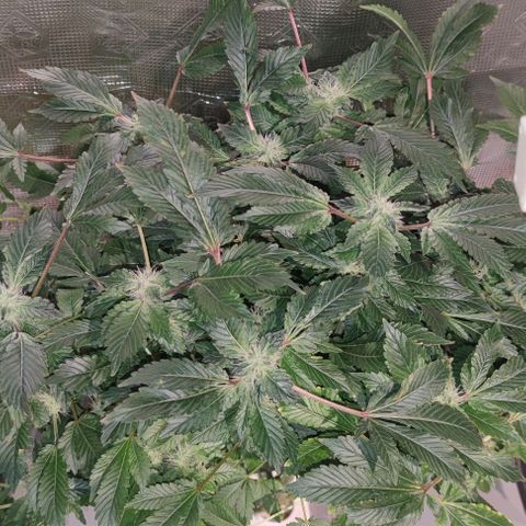 Northern lights growlog timeline photo