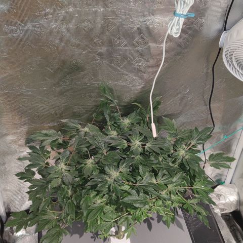 Northern lights growlog timeline photo