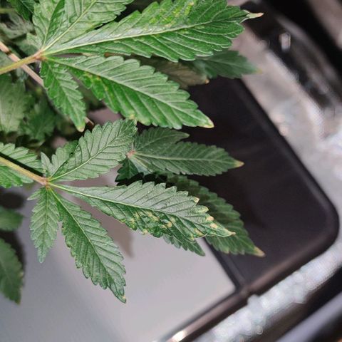 Northern lights growlog timeline photo