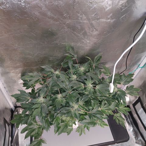 Northern lights growlog timeline photo