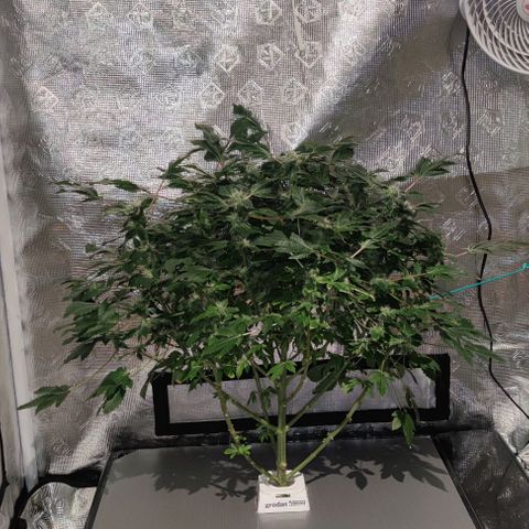 Northern lights growlog timeline photo