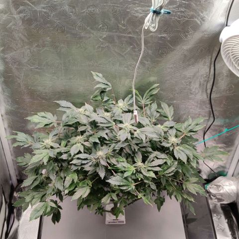 Northern lights growlog timeline photo