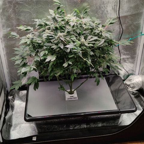 Northern lights growlog timeline photo