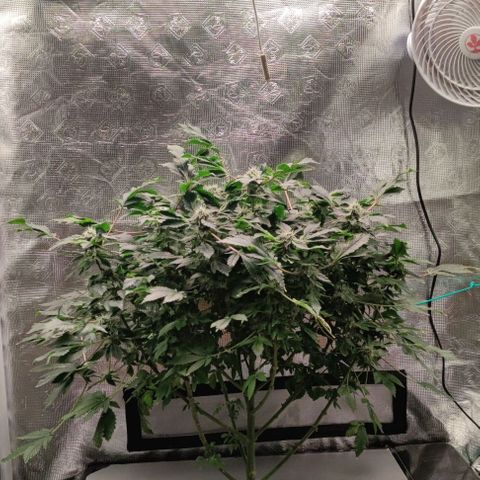 Northern lights growlog timeline photo