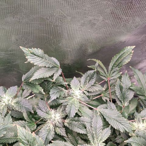Northern lights growlog timeline photo