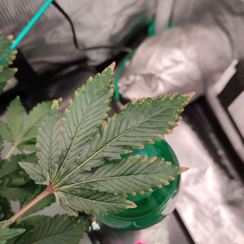 Northern lights growlog timeline photo